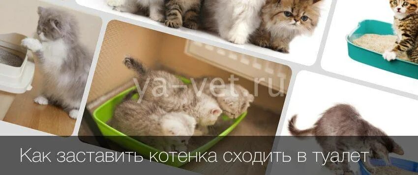 Как заставить котенка сходить. Кошки ходят в магазин. как заставить кота сходить в туалет. как новорожденные котята ходят в туалет. как помочь месячному котенку сходить в туалет.