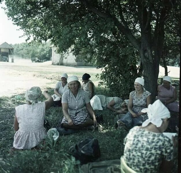 Совхоз кубань. Совхоз кубань