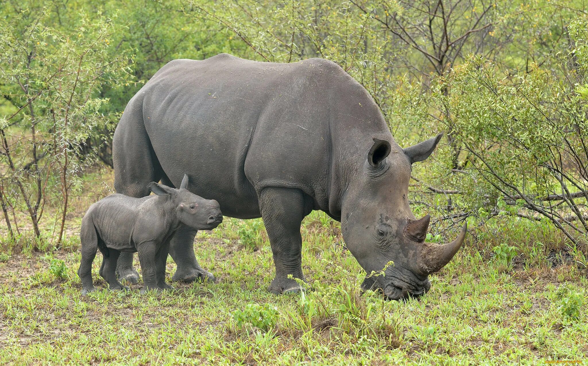 Камерунский черный носорог. Белые носороги в ЮАР. Носорог в саванне. Чёрный носорог в Африке.