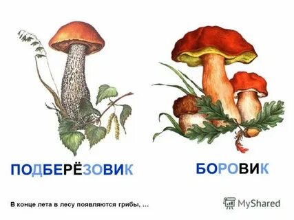 Грибы детские картинки с названиями