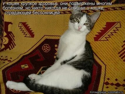 Кошка не может быть одна