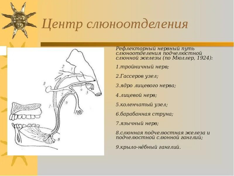 Центр слюноотделения. Центр слюноотделения находится. Нервные центры слюноотделения. Слюноотделительный центр расположен.