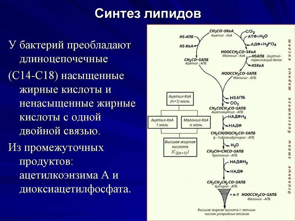 Синтез липидов мембраны. Синтез липидов. Синтез липидов схема. Синтез липидов происходит в. Процесс синтезы липипидов.