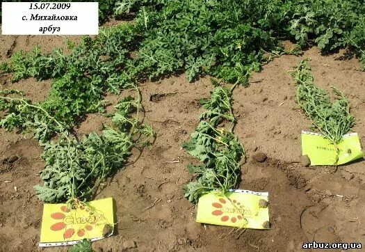 Корни арбузов. Длина корня арбуза. Корневище у арбуза. Арбуз на грядке. Арбуз растение рисунок.