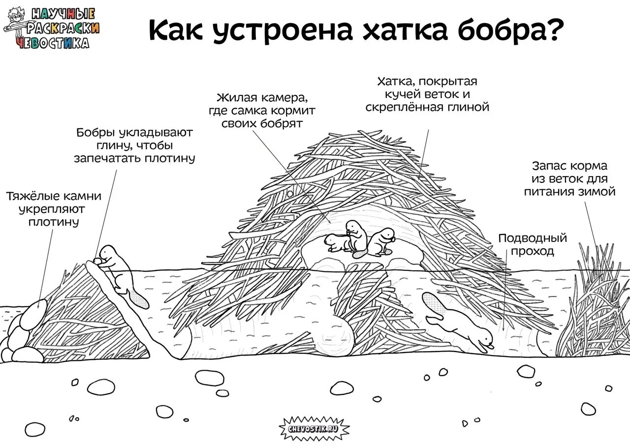 Схема хатки бобра. Научные раскраски Чевостика. Бобровая хатка схема. Бобровая хатка в разрезе. Схема бобра