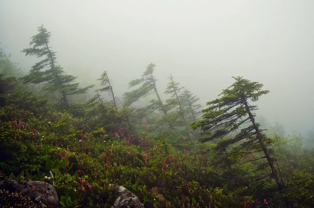 дальний восток ливни