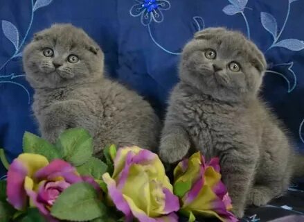 Как выглядят вислоухие котята