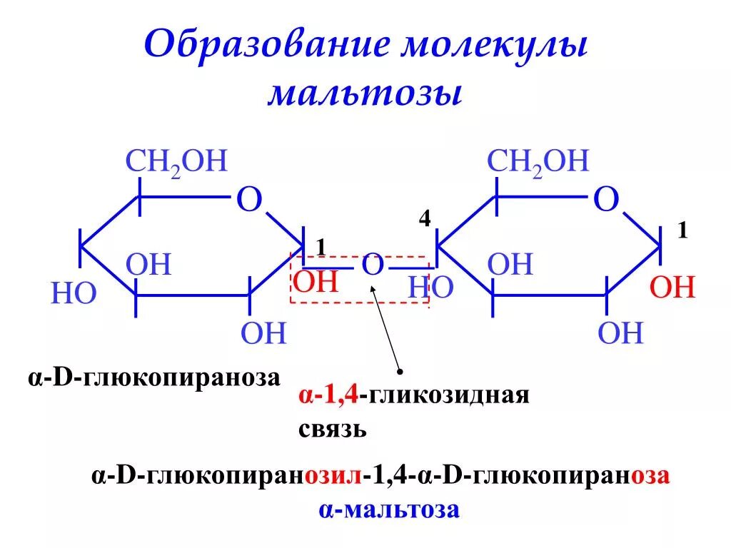 Установите последовательность этапов окисления молекул крахмала. 1,4 Α-гликозидная связь. Мальтаз гликозидная связь. Бета 1 4 гликозидная связь. Альфа 1 4 гликозидная связь.