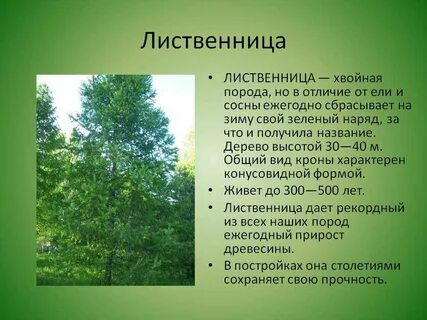 Лиственница какое семейство