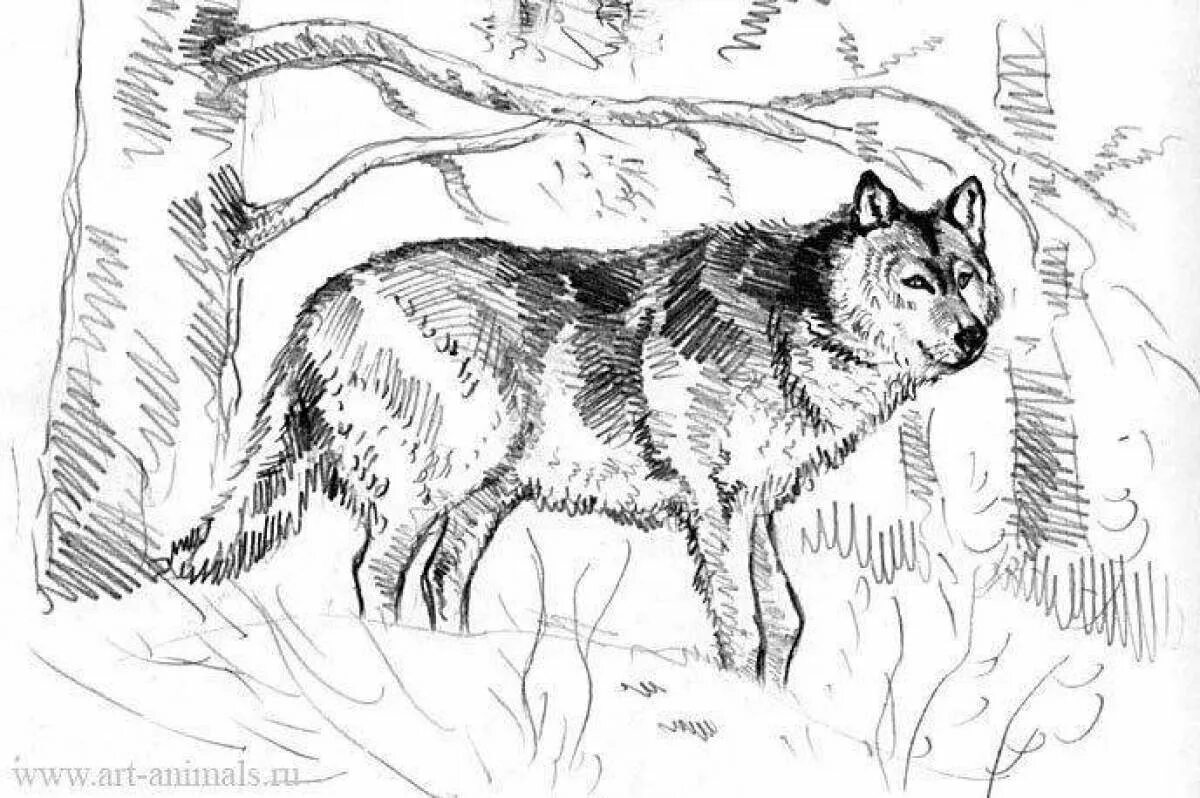 Волк и собака толстой. Волк рисунок. Рисунок дикого животного. Рисунки для выжигания. Зарисовки животных в лесу.