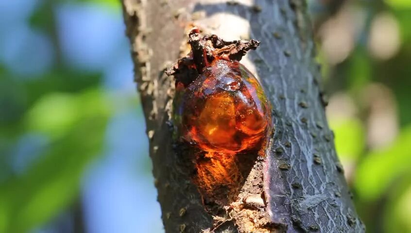 Окаменевшая смола хвойных. Янтарь смола дерева. Смола сосна янтарь.