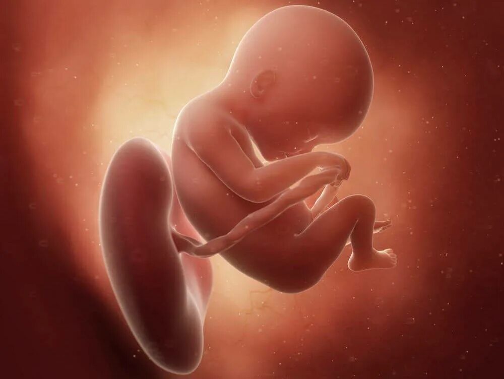 Плод на 18 неделе беременности. Эмбрион на 18 неделе беременности. Малыш на 18 неделе беременности.