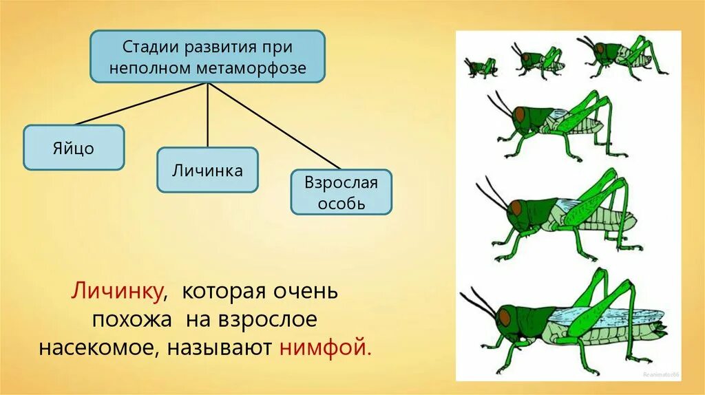 Метаморфоз это превращение. Развитие кузнечика с неполным превращением. Стадии развития с полным и неполным превращением. Развитие животных с превращением и без превращения схема. Схема неполного превращения насекомых.