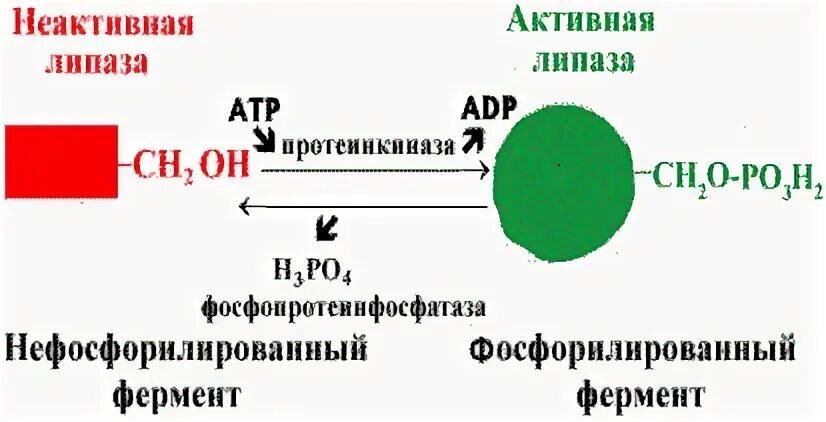 Механизм регуляции активности липазы. Вид регуляции активности фермента липазы. Схема реакции фосфорилирования фермента. Регуляция активности ферментов.