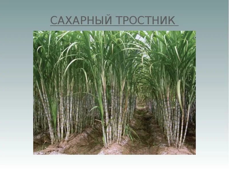 Сахарный тростник в россии. Египет растения сахарный тростник. Сахарный тростник в Южной Америке. Сахарный тростник 19 век. Парагвай сахарный тростник.