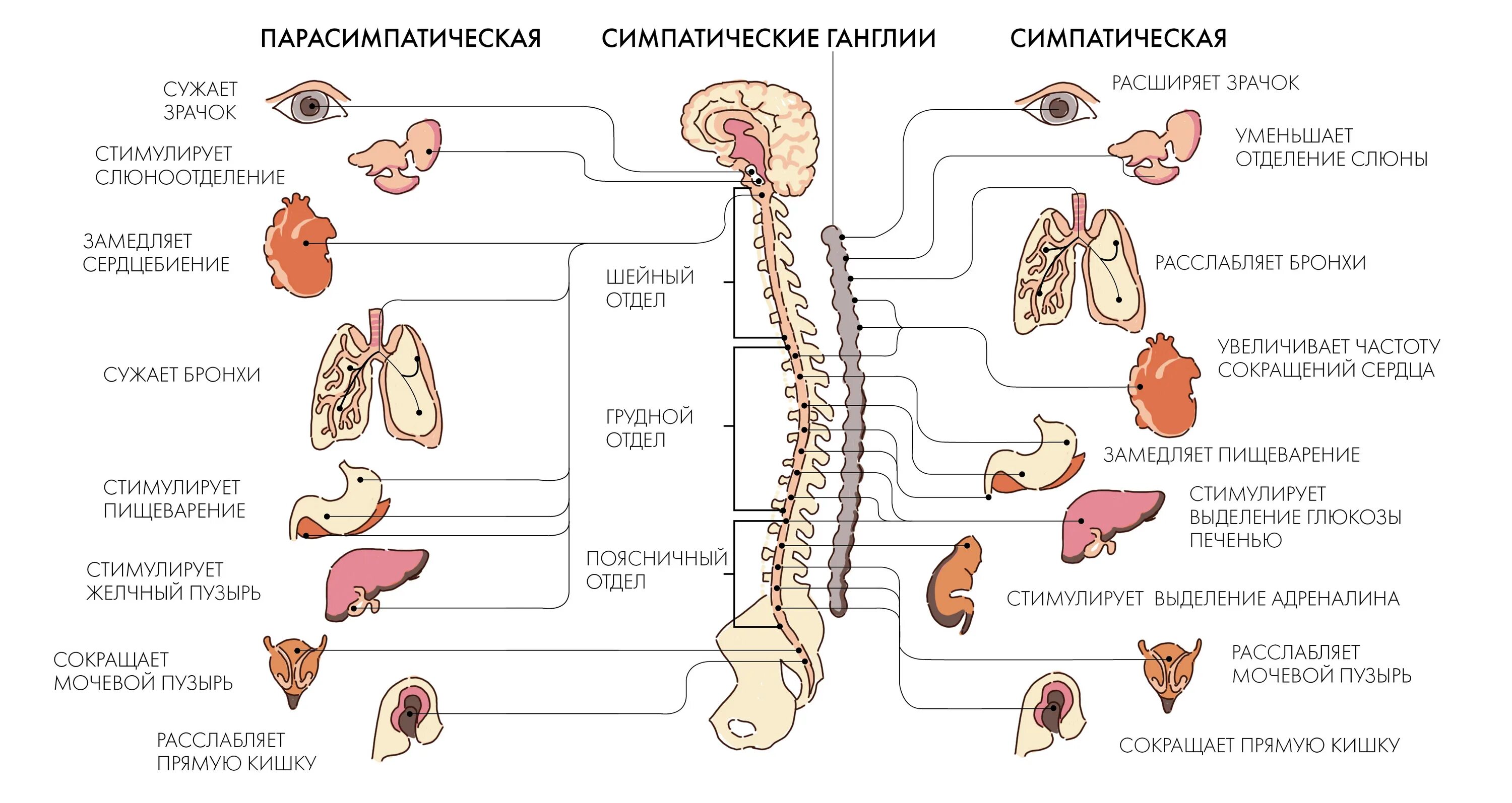 Нервная система человека схема симпатическая и парасимпатическая. Симпатическая часть вегетативной нервной системы схема. Вегетативная нервная система состоит из 2 отделов. Отделы вегетативной нервной системы строение.