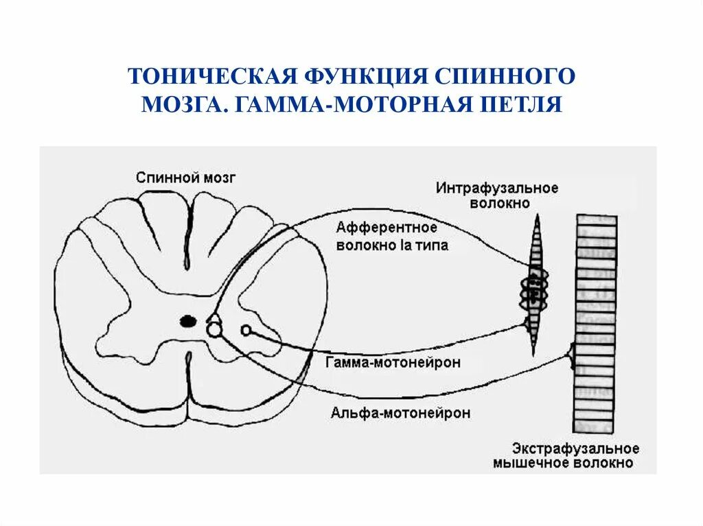 Двигательный центр спинного мозга. Строение спинного мозга физиология. Рефлекторная функция спинного мозга физиология. Рефлексы спинного мозга физиология. Функции спинного мозга физиология.