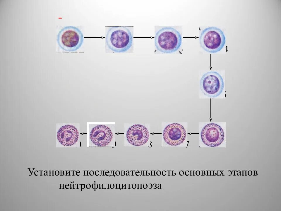 Последовательность стадий развития клеток. Клетки миелопоэза миелоцит,. Миелобласт промиелоцит миелоцит. Гемопоэз промиелоциты. Миелоциты промиелоциты метамиелоциты.