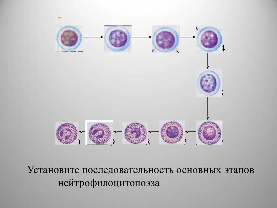 Установите последовательность стадий человека. Клетки миелопоэза миелоцит,. Миелобласт промиелоцит миелоцит. Гемопоэз промиелоциты. Миелоциты промиелоциты метамиелоциты.