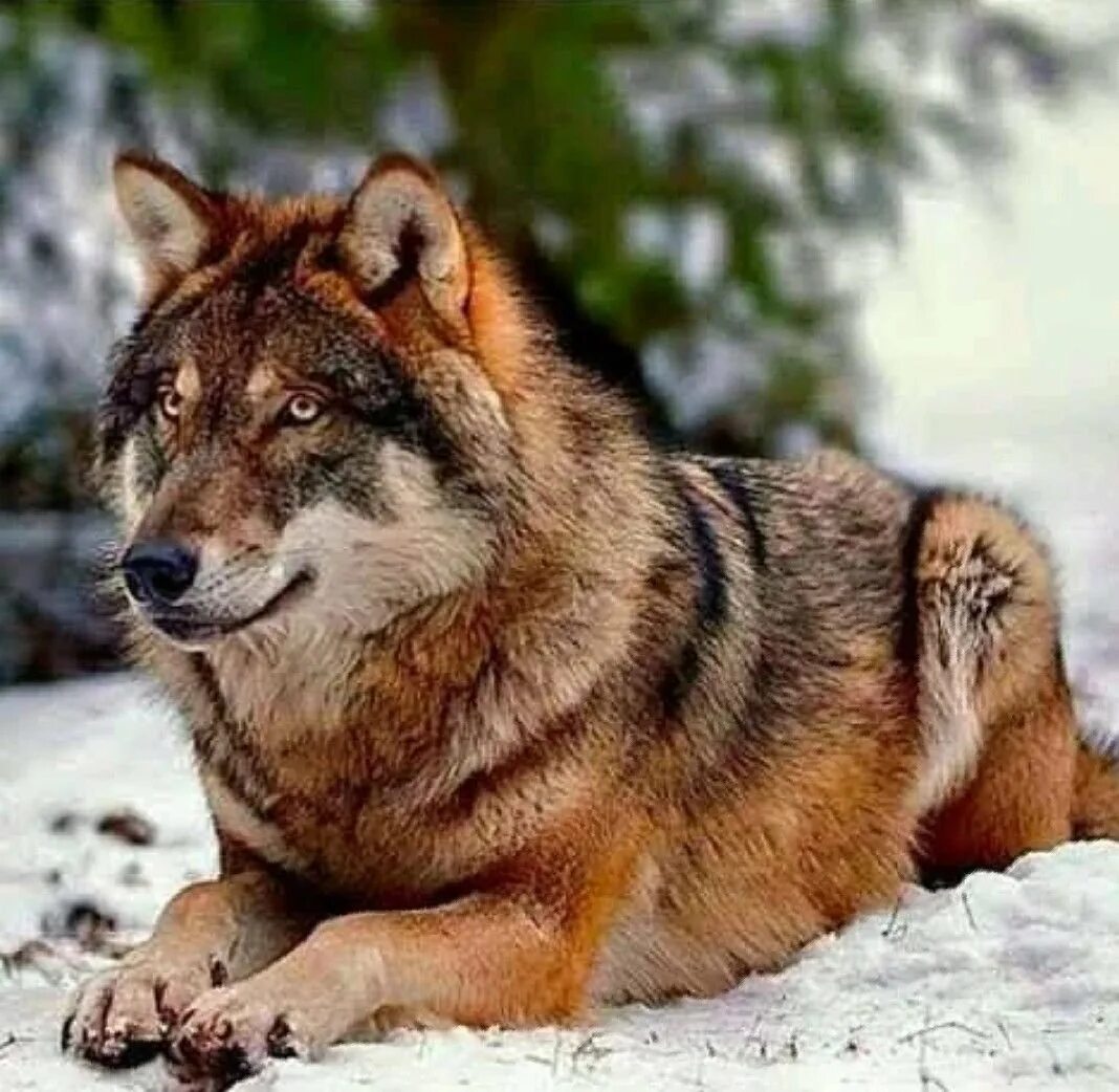 Самой большой волк в мире. Волкособ Аляскинский. Волкособ Акелла. Волкособ рыжий. Полярный волкособ.