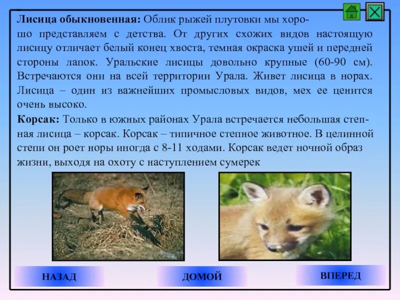 В какой природной зоне не встречается лисица