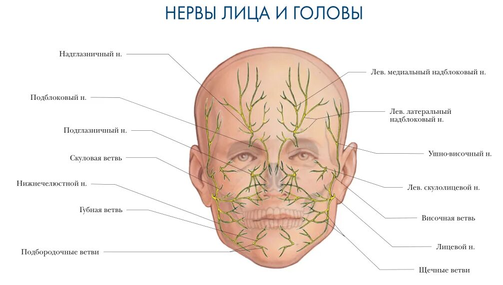 Где у человека лоб. Иннервация кожи головы анатомия. Строение нервной системы лица человека. Иннервация головы схема. Строение лица человека анатомия нервы.