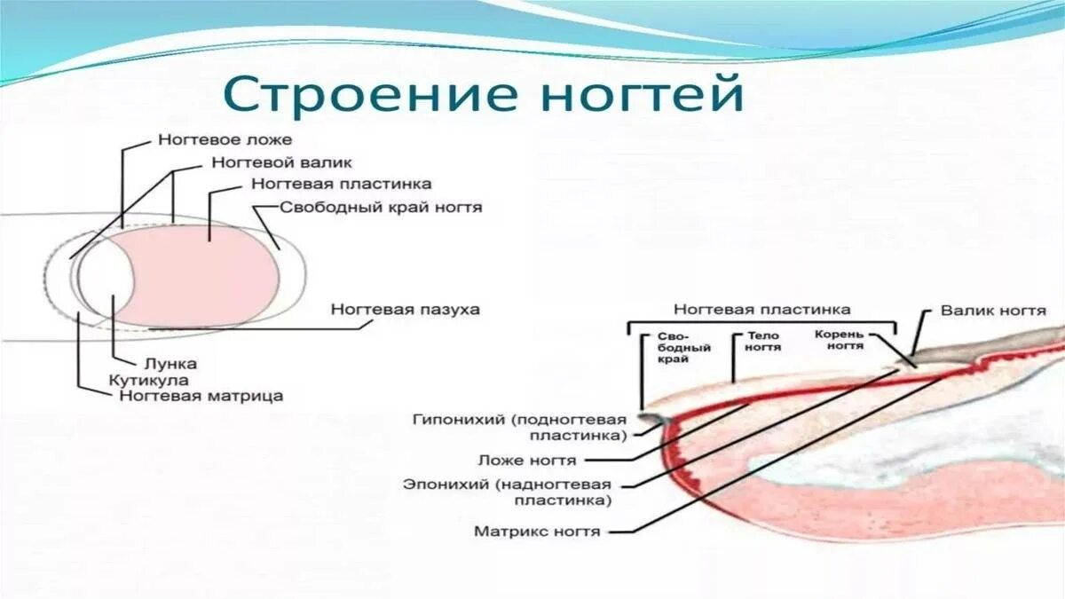 Ногтевая структура. Строение ногтя ногтевое ложе. Ноготь строение анатомия схема. Строения ногтевого ложа анатомия. Строение ногтевого ложа схема.