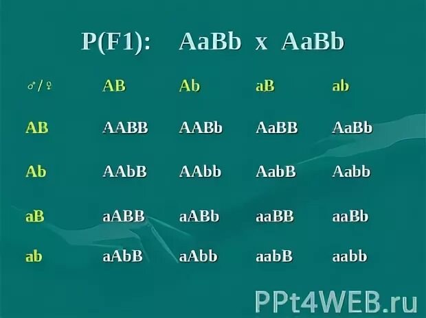 Aabb aabb полное доминирование. AABB AABB. AABB Х AABB. AABB биология. AABB генотип.