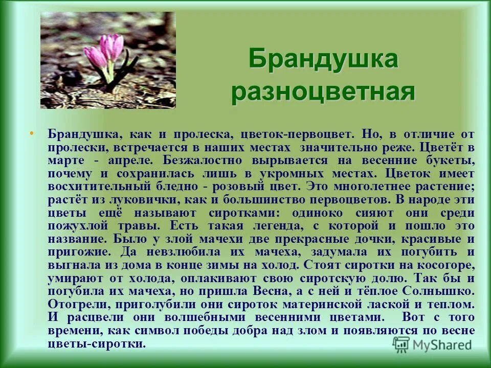 Тест весеннее пробуждение растений 2 класс. Брандушка первоцвет. Брандушка разноцветная. Брандушка русская. Брандушка разноцветная красная книга.