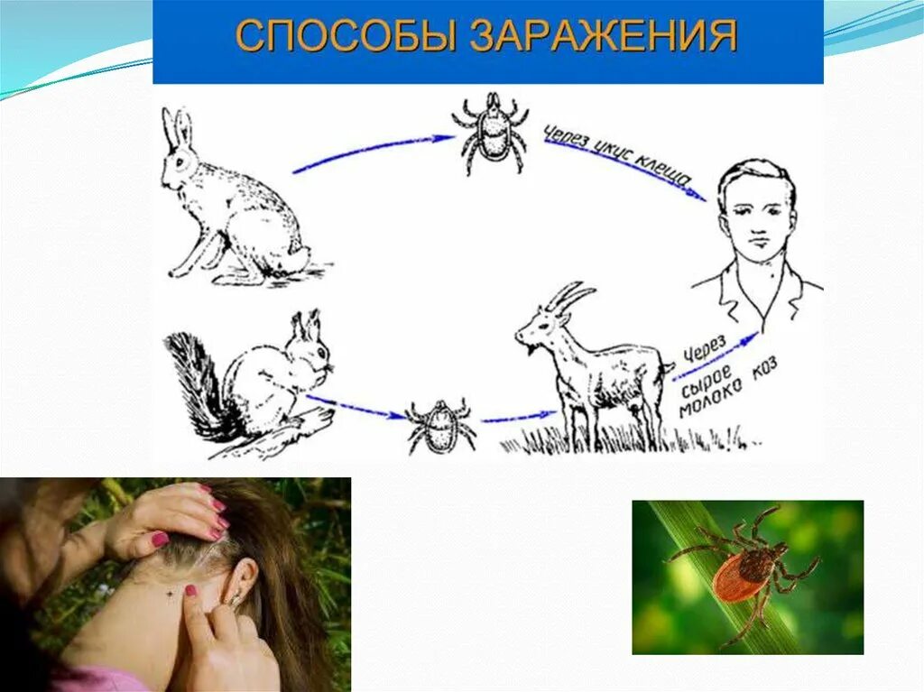 Заражение человека энцефалитом возможно при гигтест ответ. Пути заражения клещевым энцефалитом. Пути передачи клещевого энцефалита. Клещевой энцефалит эпидемиология. Клещевой вирусный энцефалит эпидемиология.