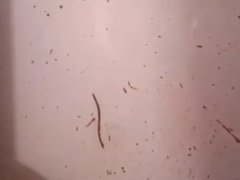 Маленькие черные червячки в ванной. Черные червяки в ванне. Мелкие черные червячки в ванной. Черные червячки в квартире. Маленькие чёрные черви.