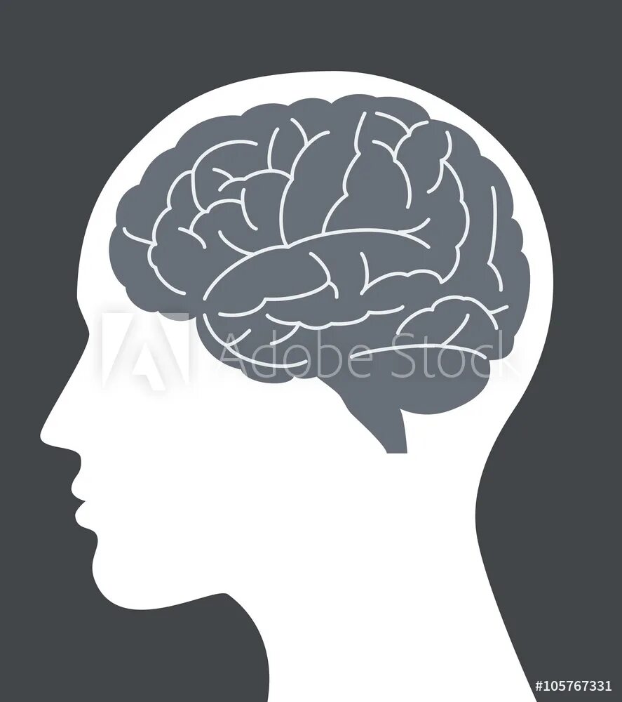 Brain face. Мозг в профиль вектор. Мозг в голове. Мозг человека в профиль. Мозг в голове профиль.