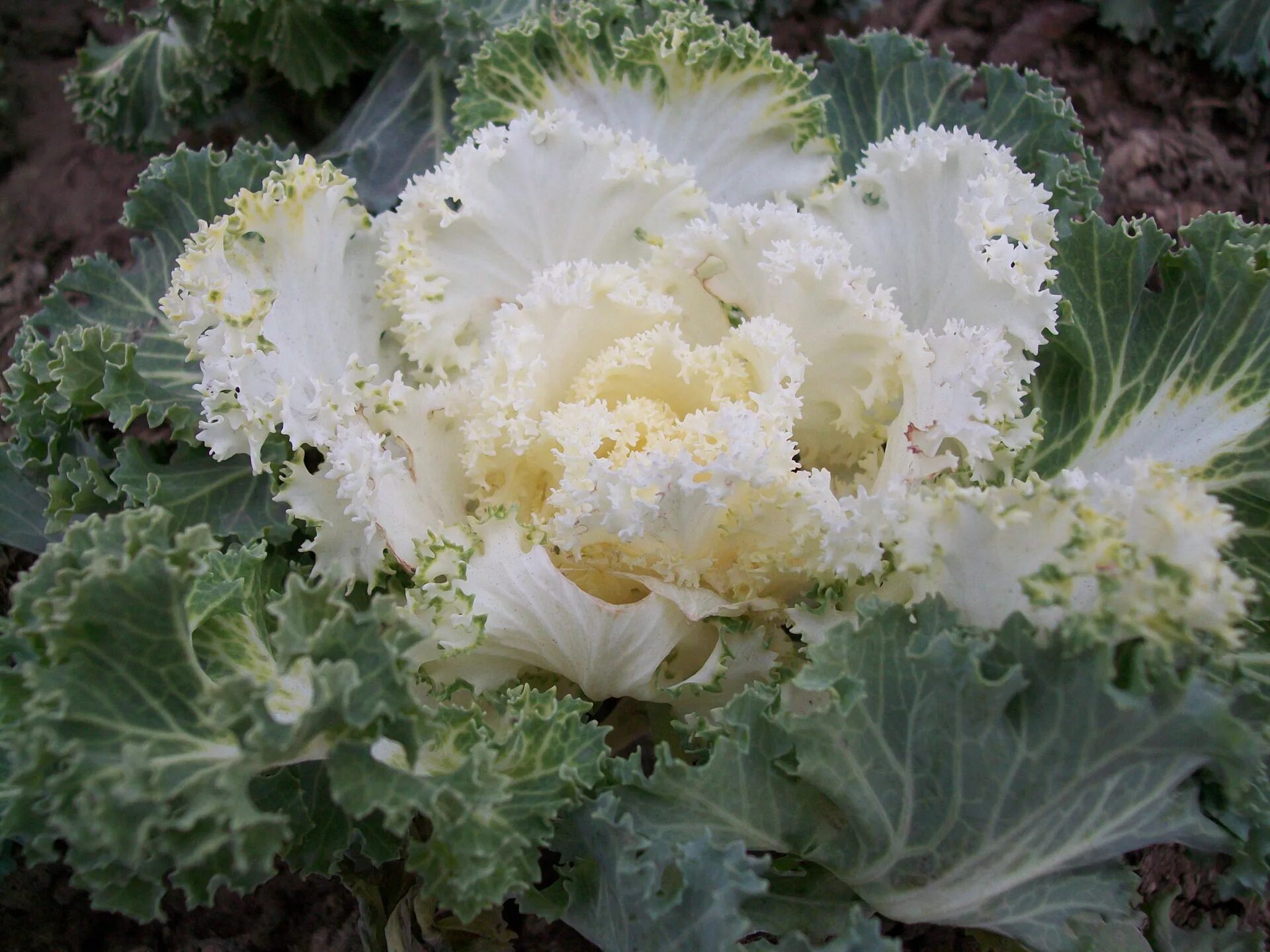 Декоративная капуста Brassica oleracea. Цветение капусты белокочанной. Цветы капусты белокочанной. Соцветие капусты белокочанной. Как цветет капуста