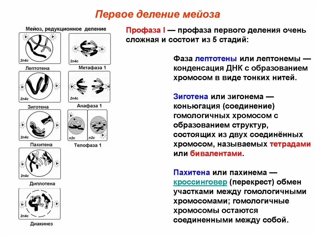 Мейоз лептотена зиготена пахитена диплотена диакинез таблица. Мейоз лептонема зигонема пахинема. Профаза первого мейотического деления. Стадии профаза 1 деления мейоза.