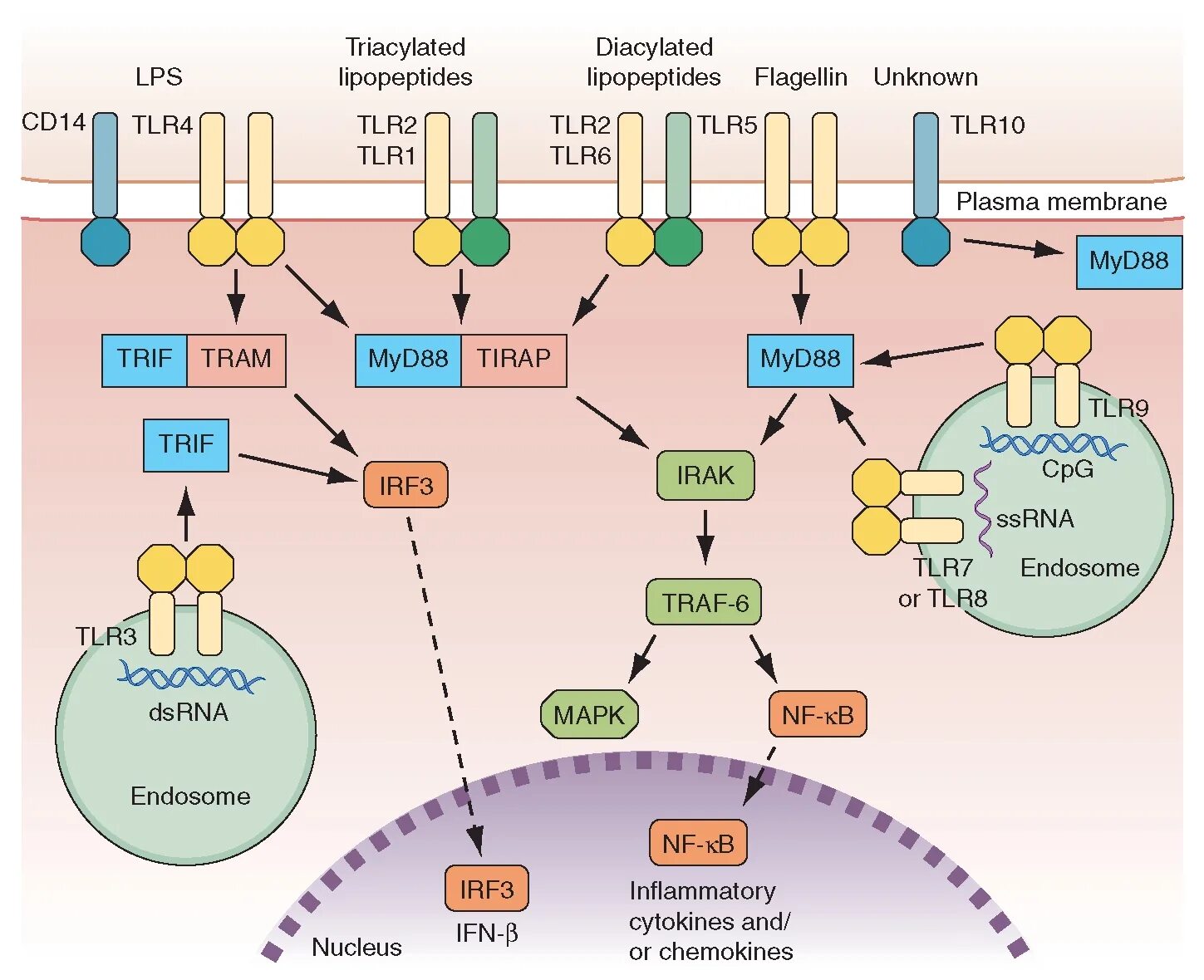 Иммуноглобулины интерфероны. Tlr4 Рецептор. TLR-2 (toll-подобный Рецептор 2). TLR рецепторы строение. TLR 2 рецепторы.