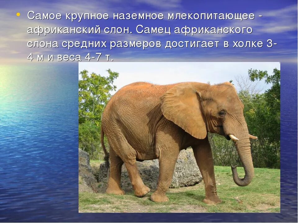Крупные млекопитающие. Самое крупное наземное млекопитающее евразии. наземные млекопитающие. самые большие наземные млекопитающие. самые большие сухопутные млекопитающие.