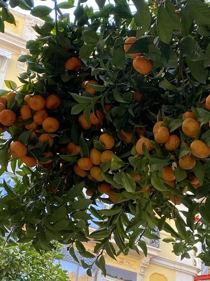 Сорренто неаполь апельсиновые сады. Какой город вырос из апельсиновой крепости. Какой город вырос из апельсиновой крепости. Сорренто неаполь апельсиновые сады. Апельсиновые деревья в севилье испания.