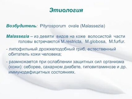 Грибок малассезия у собак