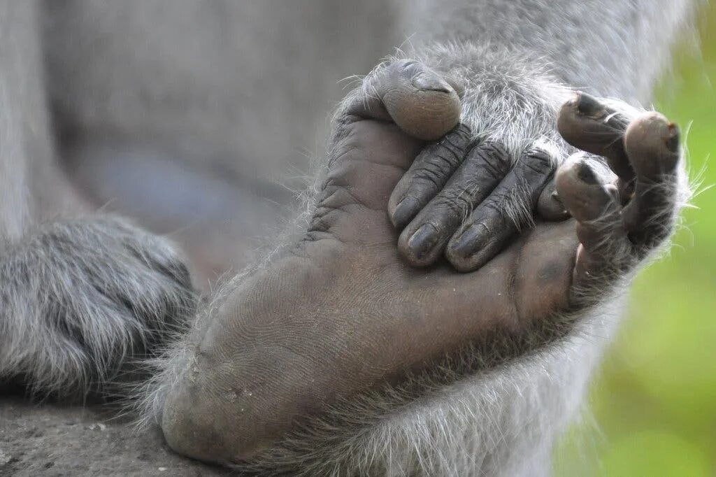 Ногти обезьяны. Лапа обезьяны. Лапа шимпанзе.