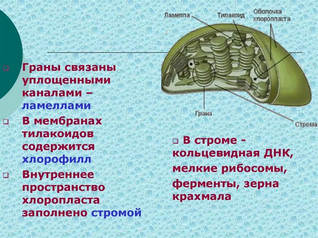 Строение хлоропласта Ламелла. Строение хлоропласта ЕГЭ рисунок. Внутреннее содержимое хлоропласта. Внутренняя структура хлоропластов. Хлоропласт заполнен