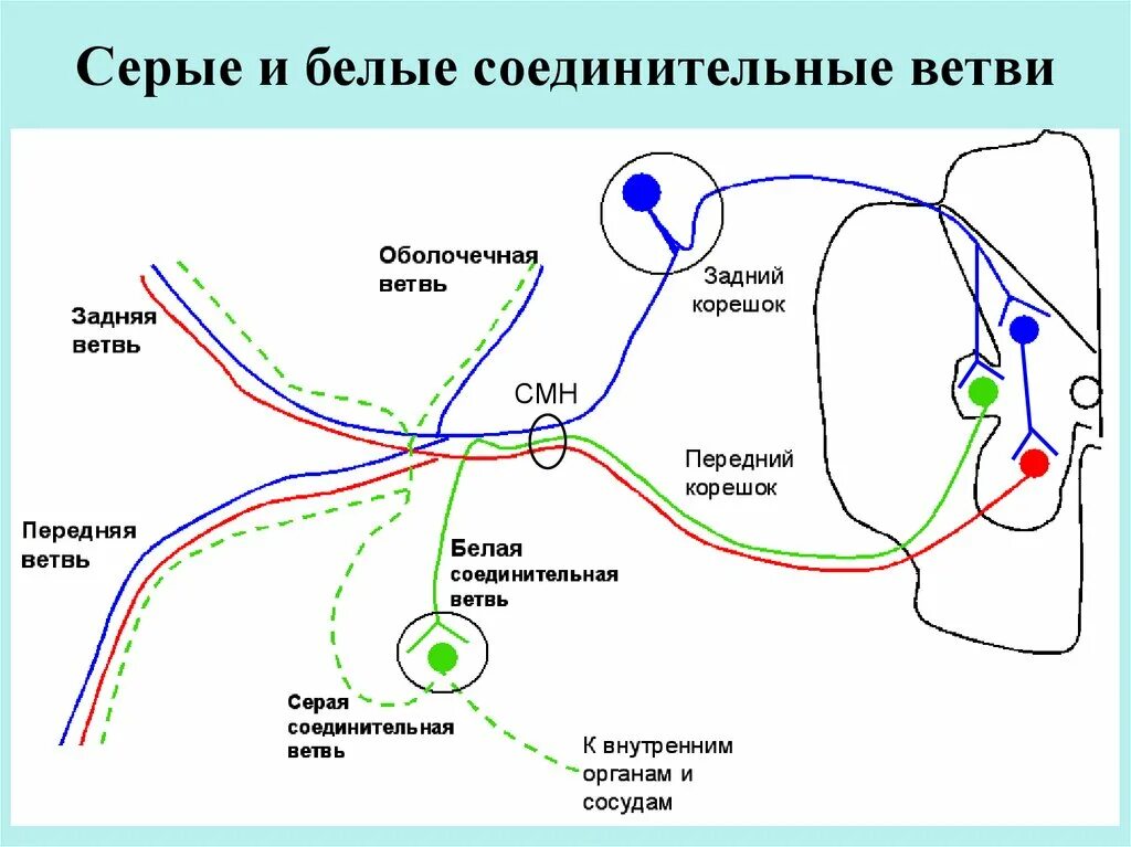 Белые и серые соединительные ветви спинномозговых нервов. Белые соединительные ветви. Серые соединительные ветви. Белые соединительные ветви симпатического ствола.