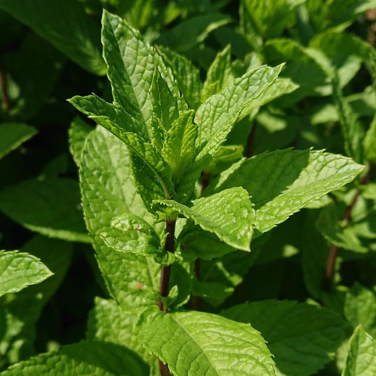 Мята многолетняя. Мята перечная (mentha piperita). мята перечная марьинская семко. мелисса длиннолистная. мята длиннолистная.