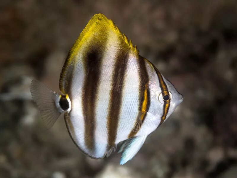 Рыба бабочка геншин. Parachaetodon ocellatus. Бабочка парахетодон глазчатый, m /Parachaetodon ocellatus. Глазчатая рыба бабочка. Коричневополосая рыба бабочка.