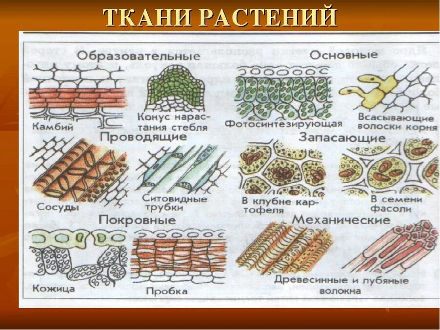 Ткани растений и их части