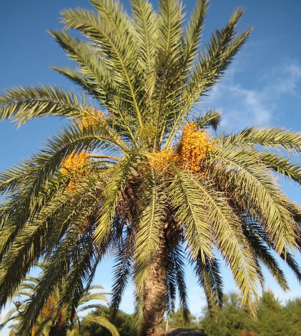 Финиковая пальма где растет природная зона. Финиковые пальмы Байсана. Финики на пальмах Тунис. Финиковая Пальма в Африке. Родина финиковой пальмы.