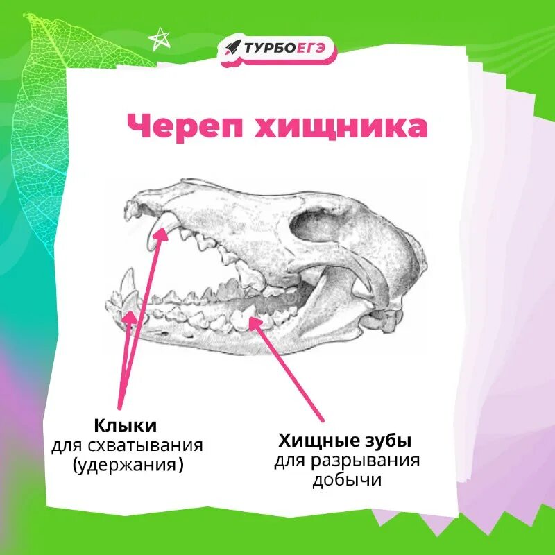 Зубная система млекопитающих. Зубная система млекопитающих