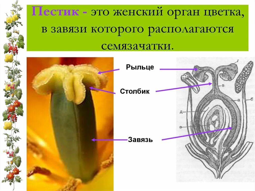 Функция пестика у цветка. Строение завязи цветка 6 класс. Строение цветка семяпочка. Строение завязи цветка. Строение пестика цветка.