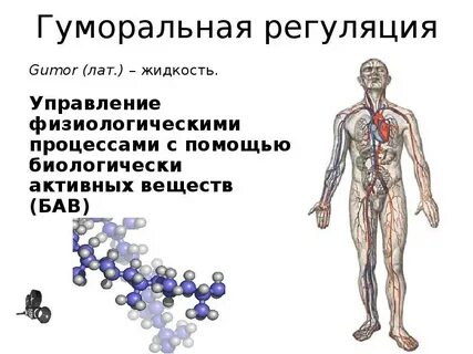 Гуморальная система организма человека
