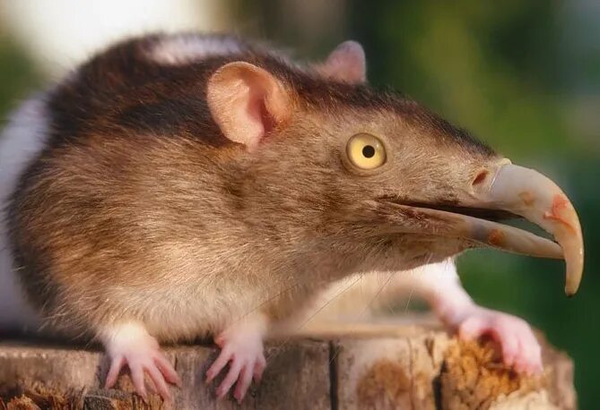 гибриды мышей. крыса гибрид. гибриды мышей. мыши мастомисы. мышь серая обыкновенная.