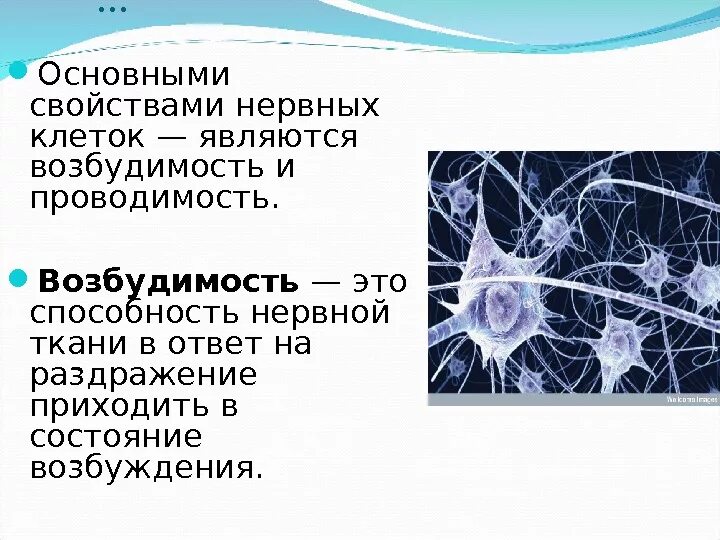 Основными свойствами нервной клетки являются. Нервная ткань возбудимость и проводимость. Ткань возбудимость и проводимость. Основным свойством нервной ткани является. Какие клетки обладают возбудимостью и проводимостью